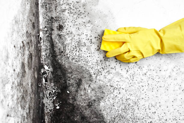 Best Biohazard Mold Removal  in Monte Alto, TX