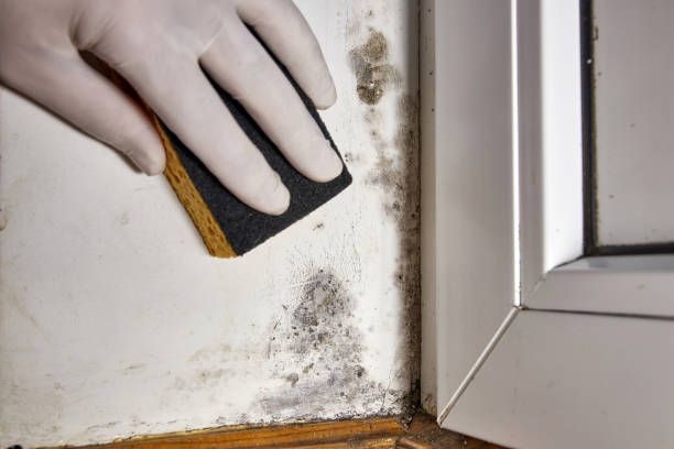 Best Biohazard Mold Removal  in Monte Alto, TX